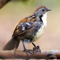 Australian Logrunner